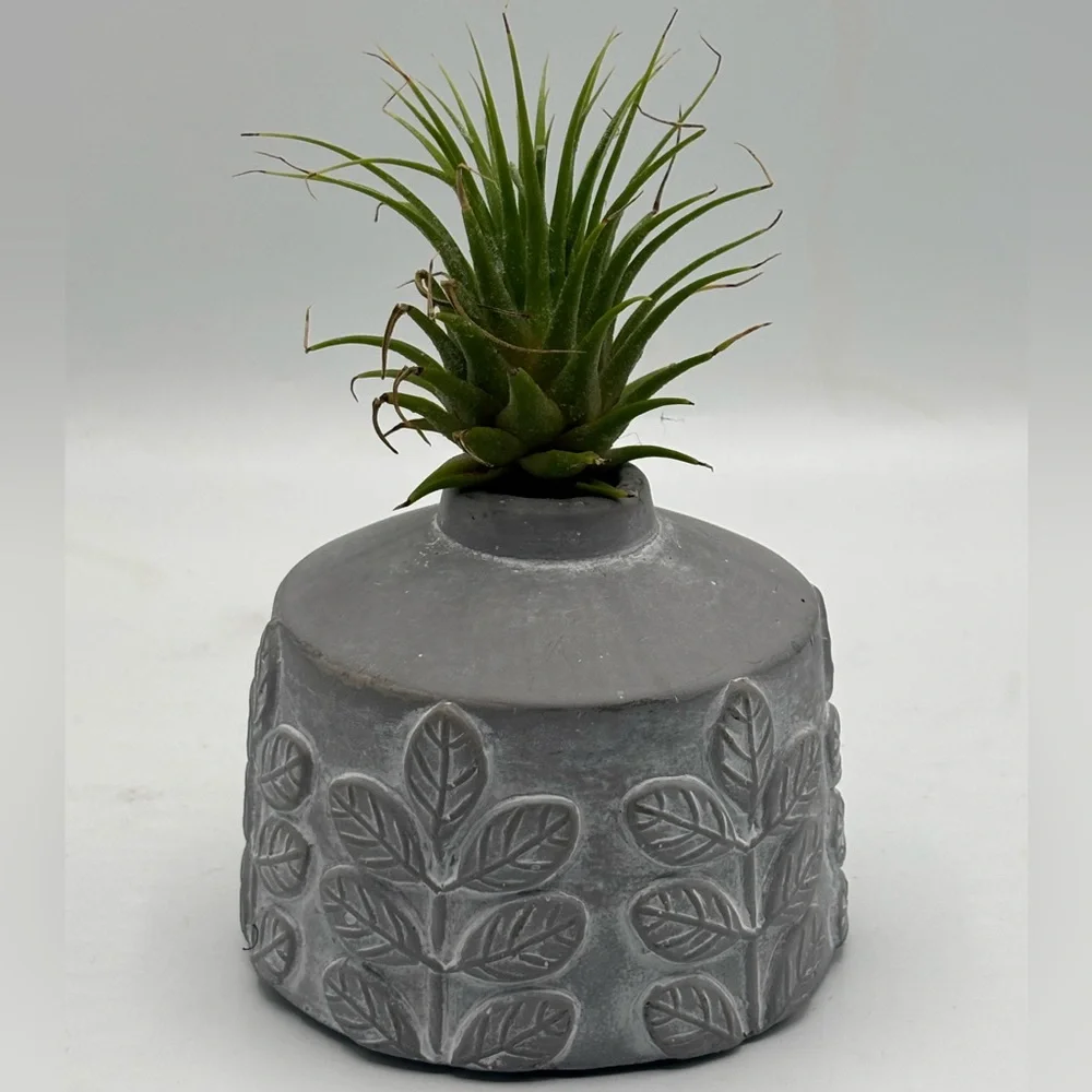 Modern Boho Live Air Plant - Grey Leaf Relief Concrete Pot